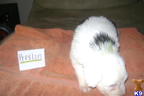 PINK TENNIS BALLS Picture 2